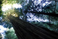 Jedediah Smith Redwoods State Park