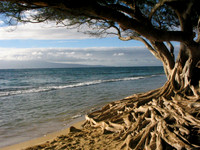 Trees