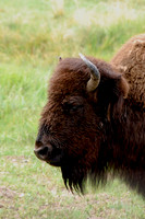 Yellowstone National Park, WY