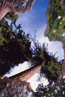 Sequoia, California