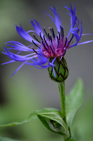 Flora