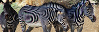 Living Desert